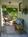 Iris Inn::BedAndBreakfast.com