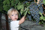 Tn-enrys_and_grapes