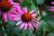 Aska Lodge::TripAdvisor