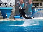 SeaWorld Adventure Park, San Diego::ThemeParkInsider
