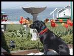 TROLLERS LODGE: ROOMS, SUITES & OCEANFRONT HOMES