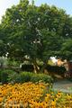The Beechmont Inn