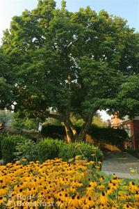 The Beechmont Inn::BedAndBreakfast.com
