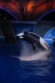 Seaworld Orlando