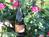 Tivy Mountain Vintners::BedAndBreakfast.com