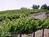 Seven Quails Vineyards Bed and Breakfast::BedAndBreakfast.com