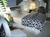 PineCrest B&B::BedAndBreakfast.com