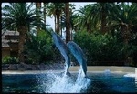 Siegfried & Roy's Secret Garden and Dolphin Habitat::Yahoo! Travel