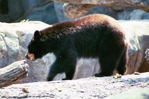 Web-blackbear2