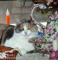 Belle Hearth Bed and Breakfast
