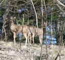 Sherwood Forest Bed & Breakfast