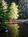 Sequoia Park::Qingd