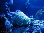 SeaWorld Orlando