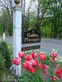 Golden Pineapple Bed and Breakfast