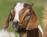 The Farmhouse Inn::BedAndBreakfast.com