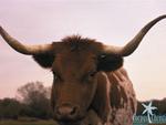 King Ranch