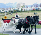 Horse Drawn Carriage Co, Inc.