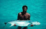 Tn-tarpon