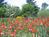 Flowers and Thyme Bed & Breakfast::BedAndBreakfast.com