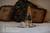Bloomsbury Inn::BedAndBreakfast.com