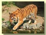 Tn-tiger1