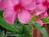 Palmoire Bed and Breakfast Resort::BedAndBreakfast.com