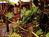 Garuda Guesthouse::BedAndBreakfast.com