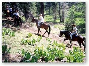 Web-nstarhorseback1d