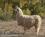 Galisteo Inn::BedAndBreakfast.com