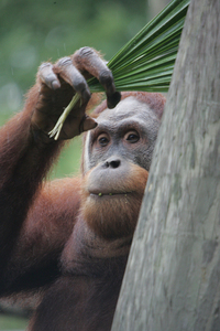 Audubon Aquarium of the Americas::Auduboninstitute