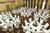 Marriott Stone Mountain Inn Conference Center::Expedia