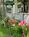 Pentagoet Inn::BedAndBreakfast.com