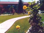 Best Western Pine Springs Inn