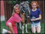 Land of Little Horses