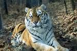Mill Mountain Zoo