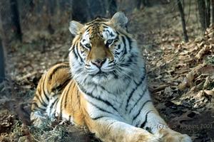 Mill Mountain Zoo::Virginia.org