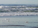 Ocean Beach