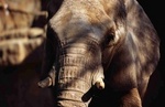 Lincoln Park Zoo