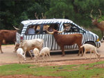 Pine Mountain Wild Animal Safari