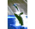 Tn-22326795-177x150-0-0