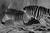 BREC's Baton Rouge Zoo::Gary Meek/BREC's Baton Rouge Zoo