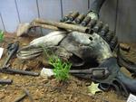 Cody Dug Up Gun Museum::Cody Dug Up Gun Museum