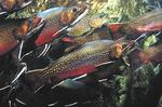 Lake Burton Fish Hatchery::Sherpaguides.com