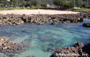 Web-sharkscove_1