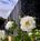 Hyatt Vineyard Creek Hotel from Hotels.com