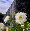 Tn-npa_vine-fount-1