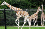 Buffalo Zoological Gardens