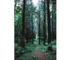 Siskiyou National Forest