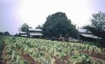DUKE HOMESTEAD