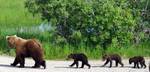 Katmai National Park & Preserve